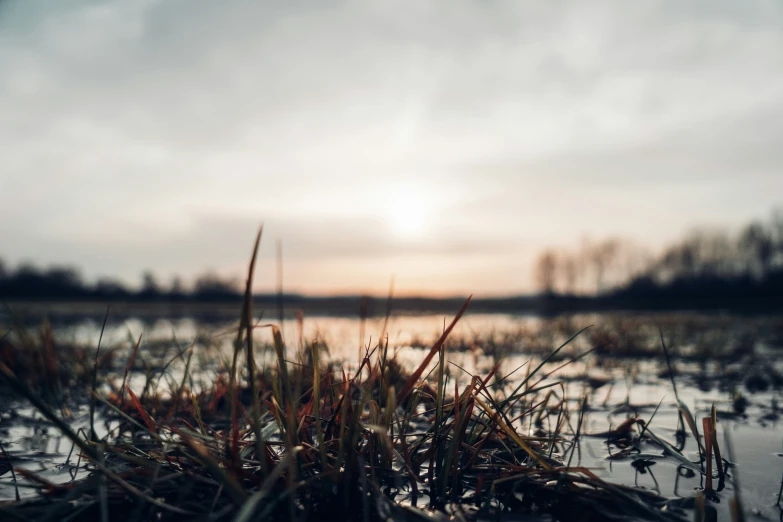 the water is frozen and the grass has grown