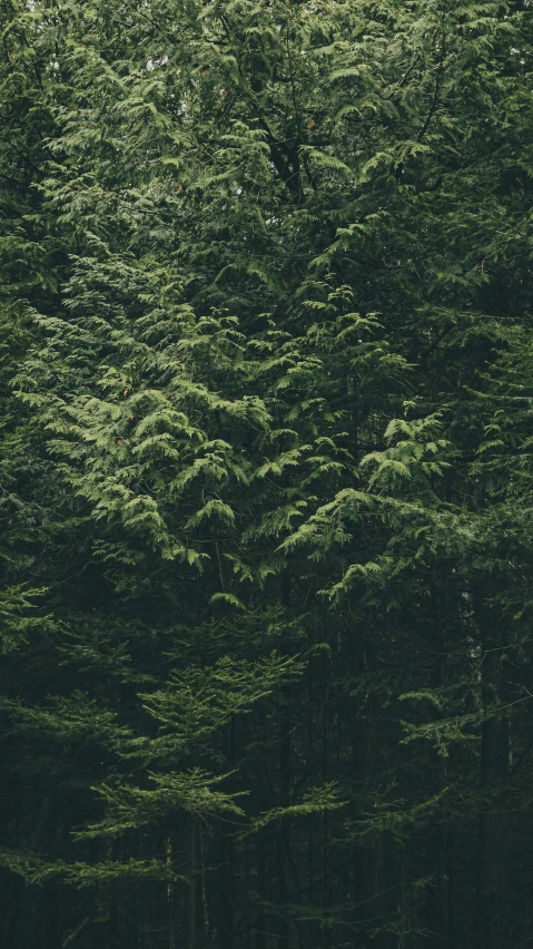 a bunch of trees in a forest are in the foreground