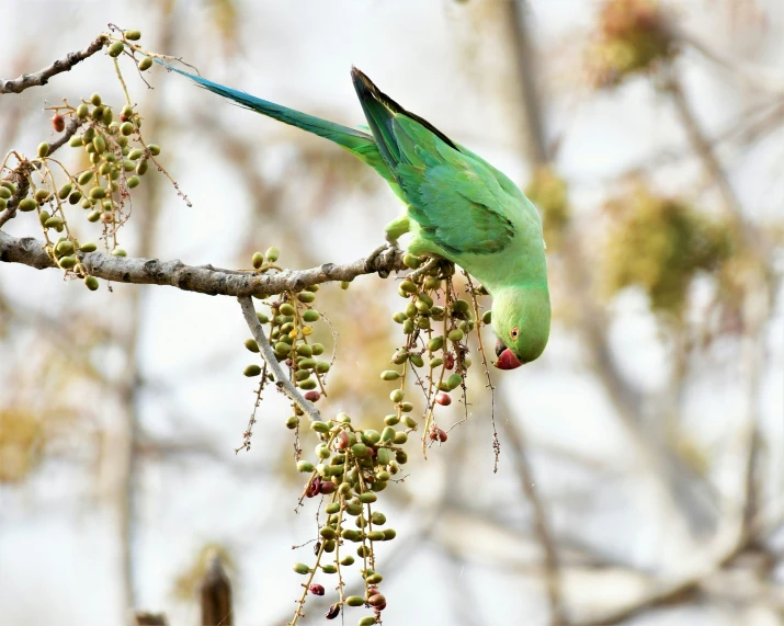 a green bird sitting on a tree nch