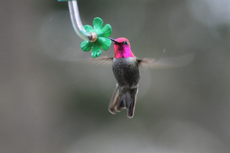 a colorful humming bird sitting on a bird feeder