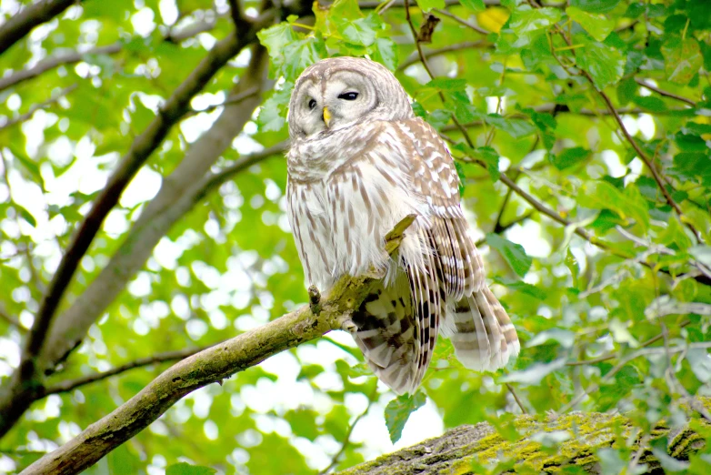 a close up of an owl sitting on a tree limb