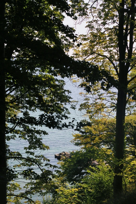 the view of the water through some trees