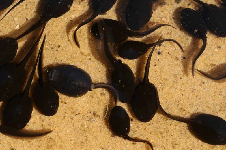 some little black and brown animals on some sand