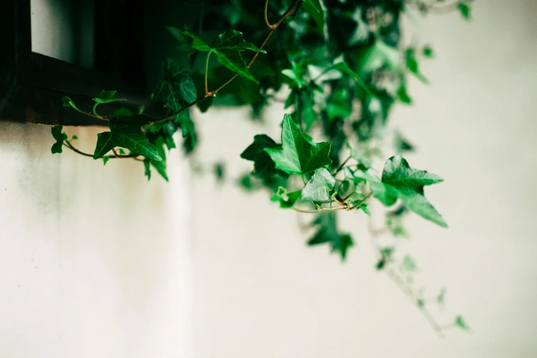 the nches of a tree next to a window