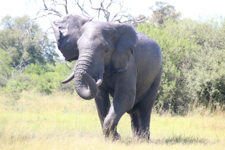 an elephant that is walking through the grass