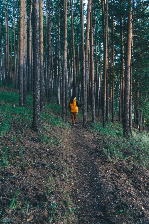 a person is walking in the woods near trees