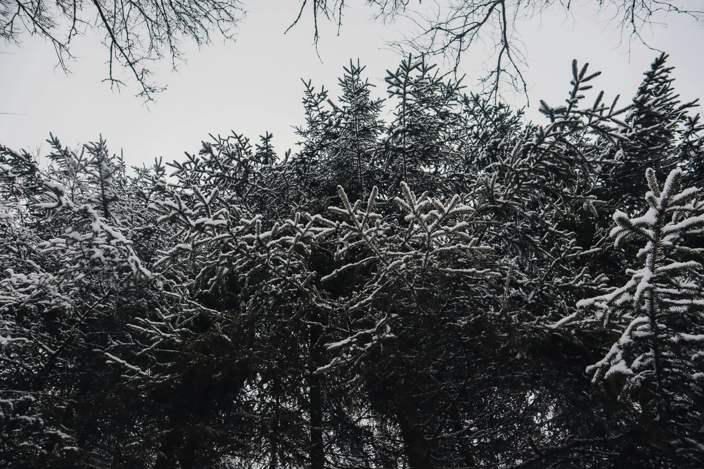 a group of trees covered in snow next to tall trees