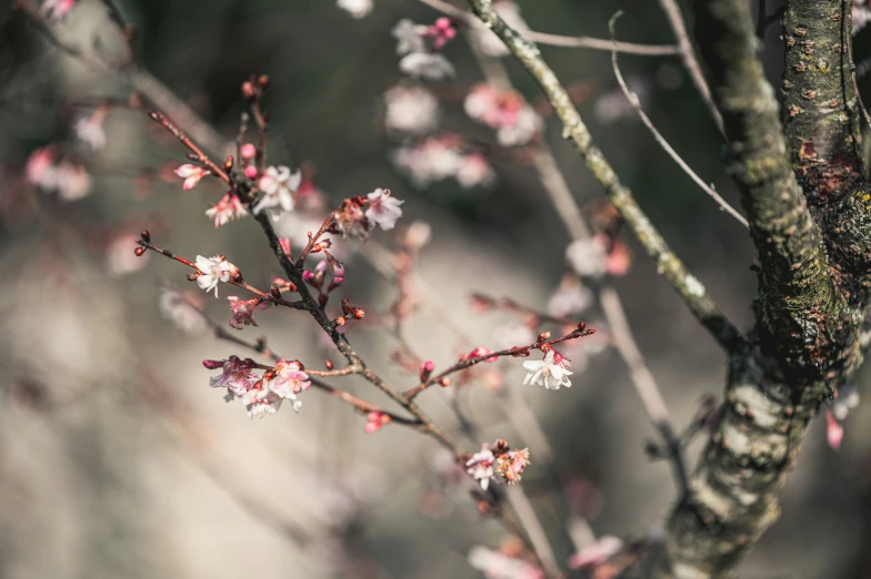 the tree is starting to blossom with pink flowers