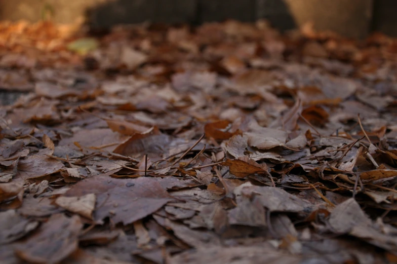 a pile of brown leaves laying on the ground