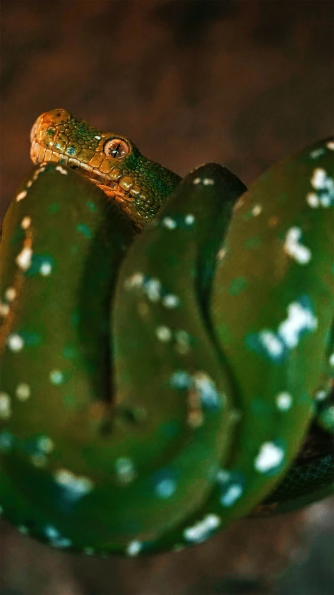 the green snake is sitting on top of the green plant