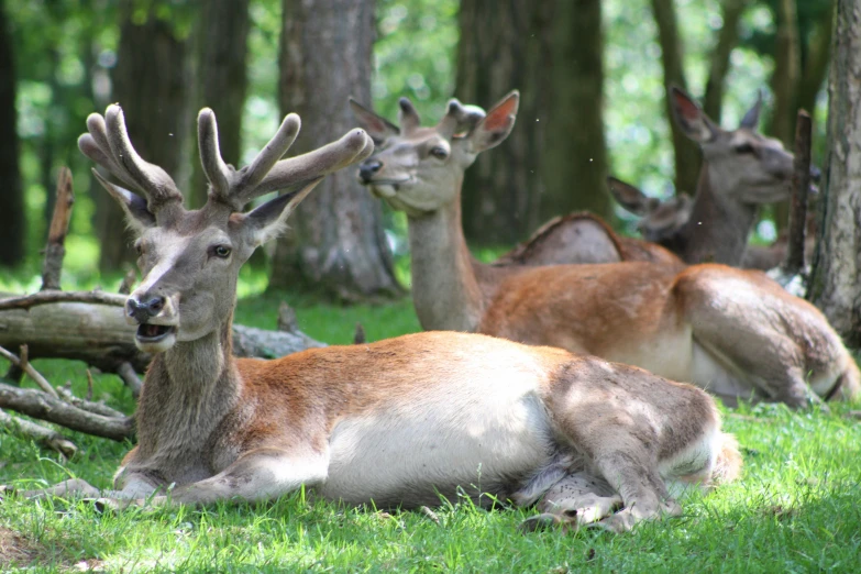 two deer lying down in the middle of a forest