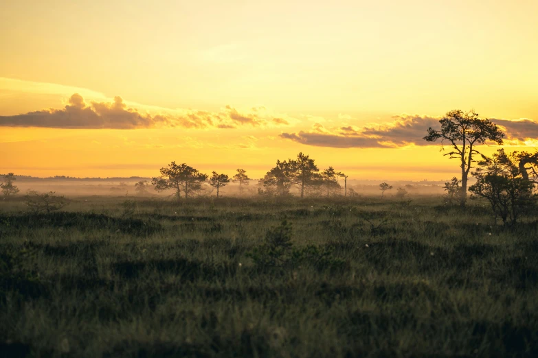 a lone cow in the foreground with the sun behind it