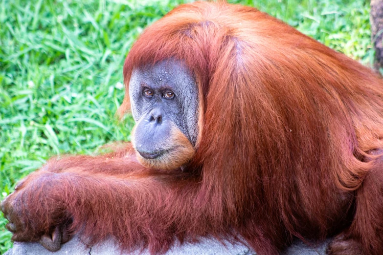 an orange monkey sitting on a rock in grass