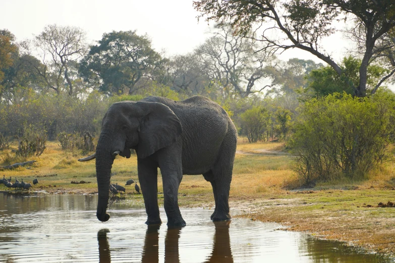 a single elephant is standing near the water in the jungle