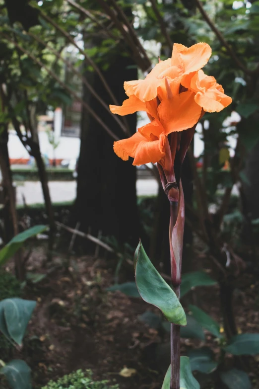 an orange flower in a plant near some trees