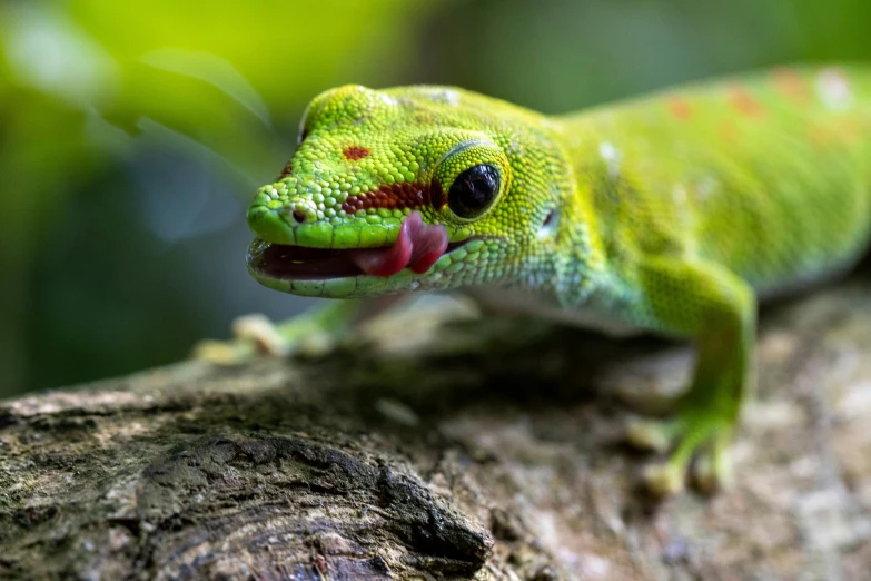 a close - up view of a lizard's head, showing its teeth