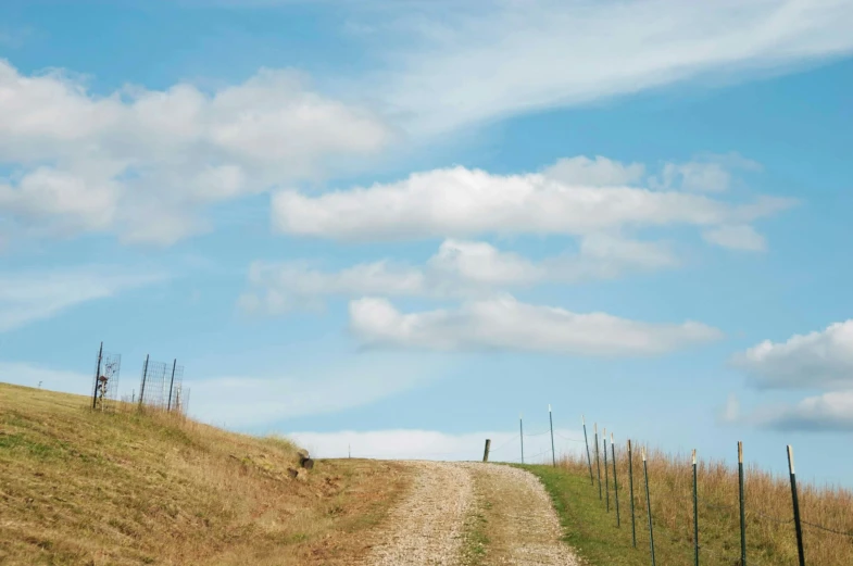 two cows are walking along a road between some tall grass