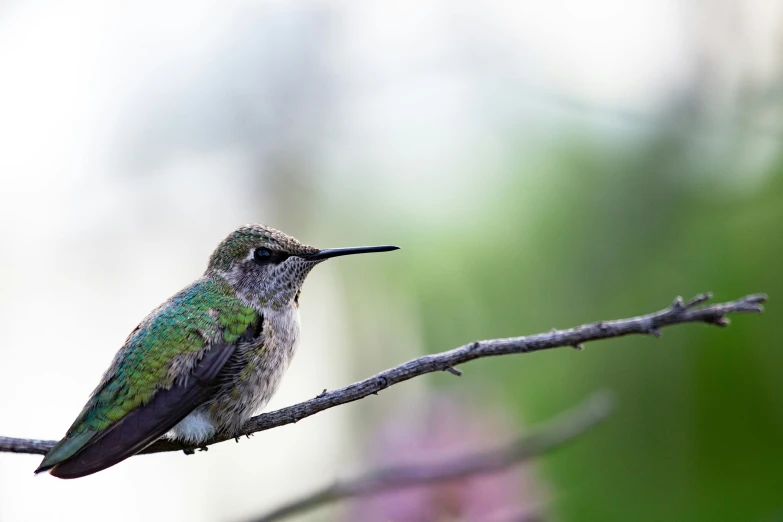 a small bird perched on a nch