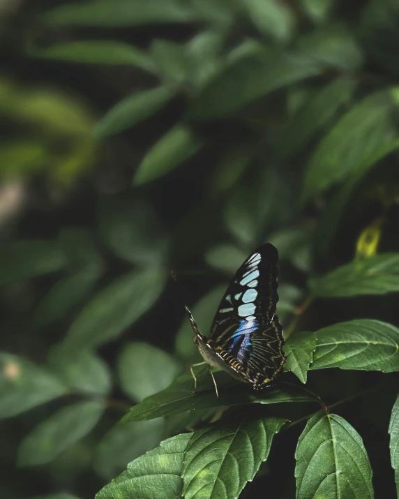 there is a blue erfly that is on a green leaf