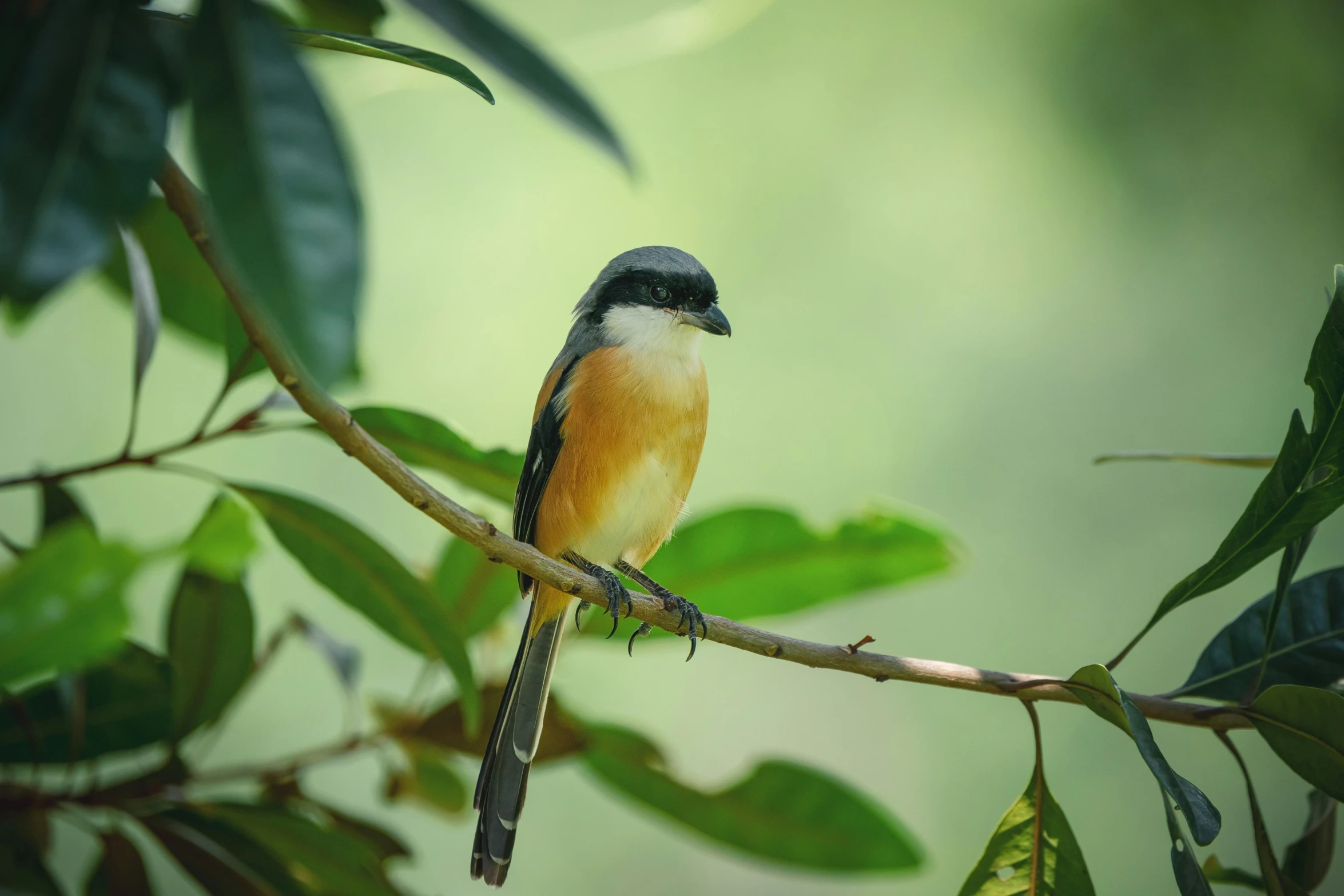 the small bird is sitting on the nch of a tree