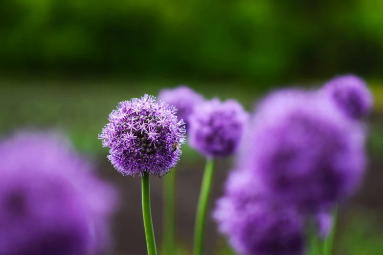 closeup s of a purple flower with the leaves blurred