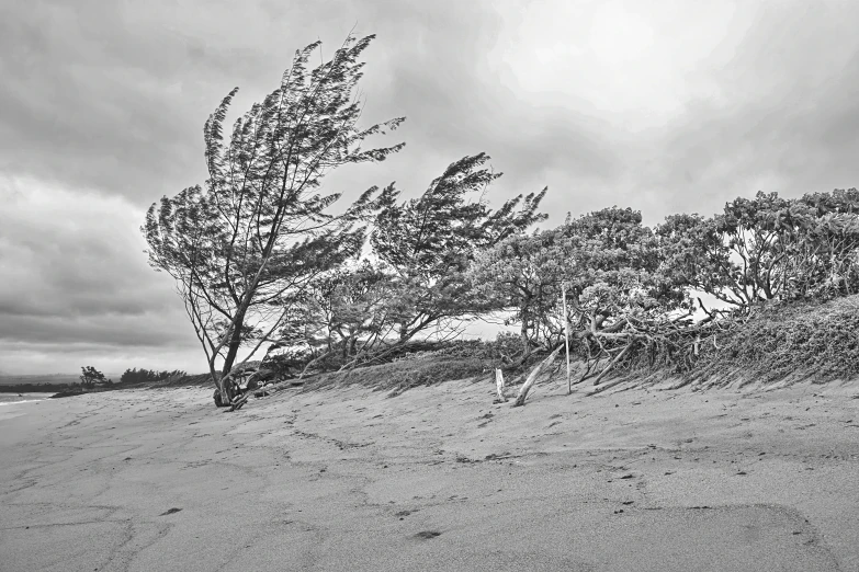 an abstract po of a line of bushes on a beach