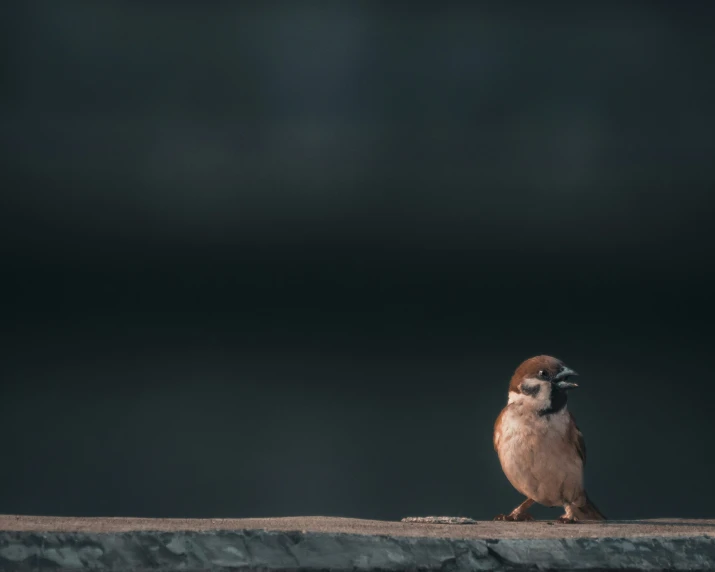 a bird is sitting on a stone ledge
