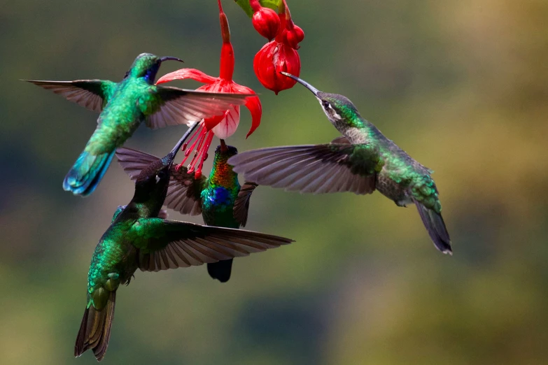 two birds fly in formation near red flower