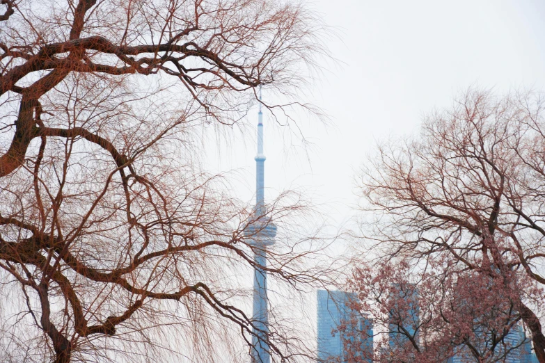 trees and a tv tower with sky scs in the background