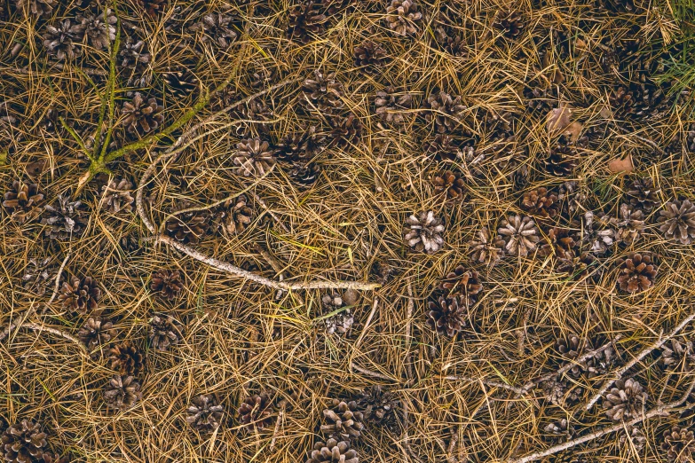 a pattern of small twigs and grass with leaves