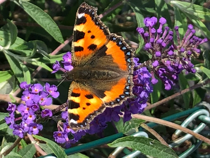 a small erfly resting on some purple flowers