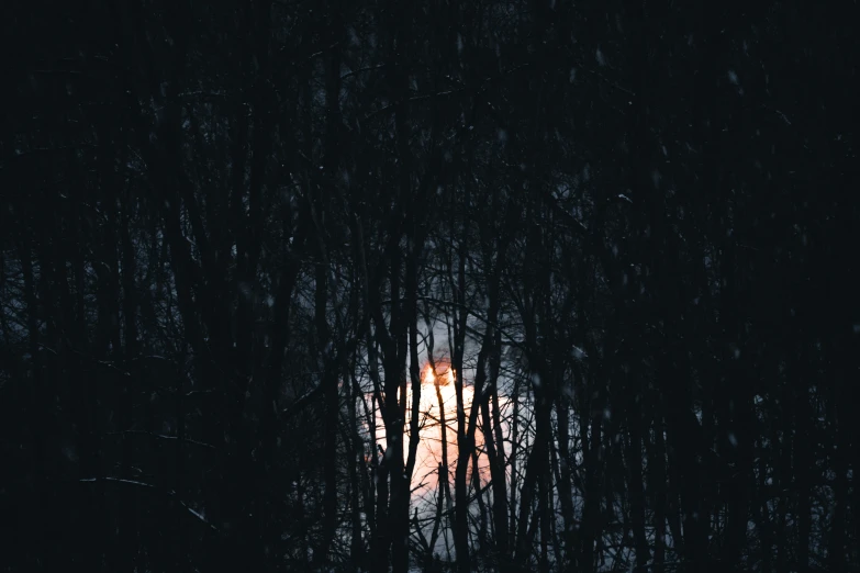 the dark background is really blurry and shows the reflection of some trees in the water