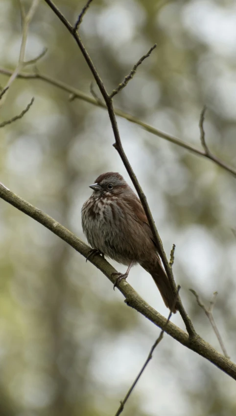 a small brown and black bird sits on top of the nches of a tree