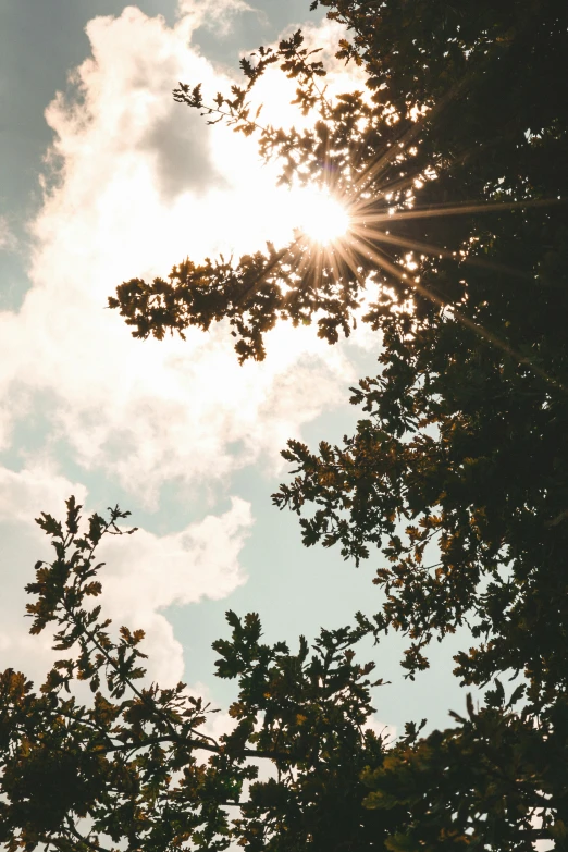 the sun shining through the leaves of the trees