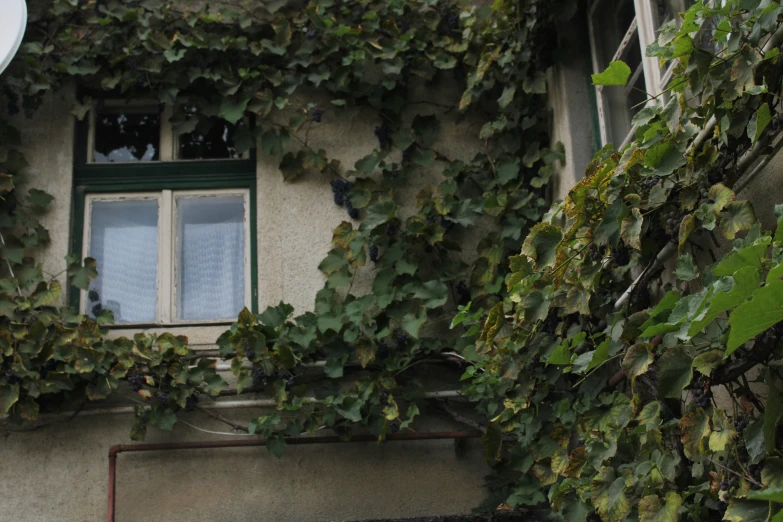 a window with a green vine surrounding it