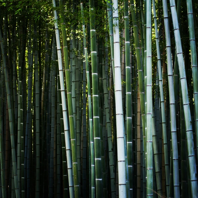 the leaves of many bamboo trees grow in a forest