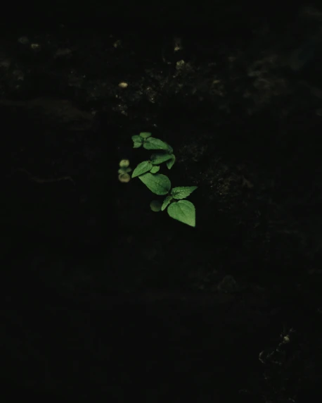 a plant with two leaves sitting in the dark