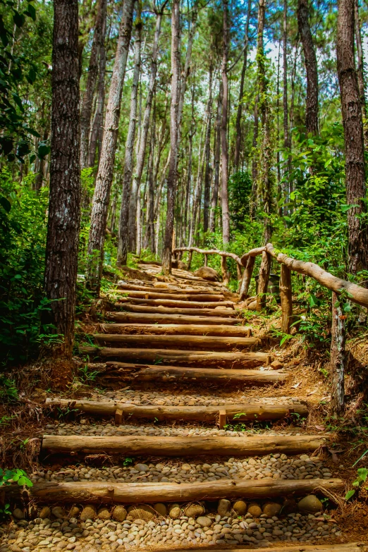 a wooden staircase is in the middle of a forest