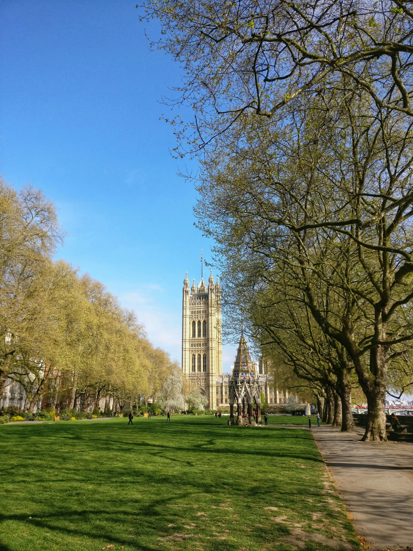 the trees on the grassy field have many leaves