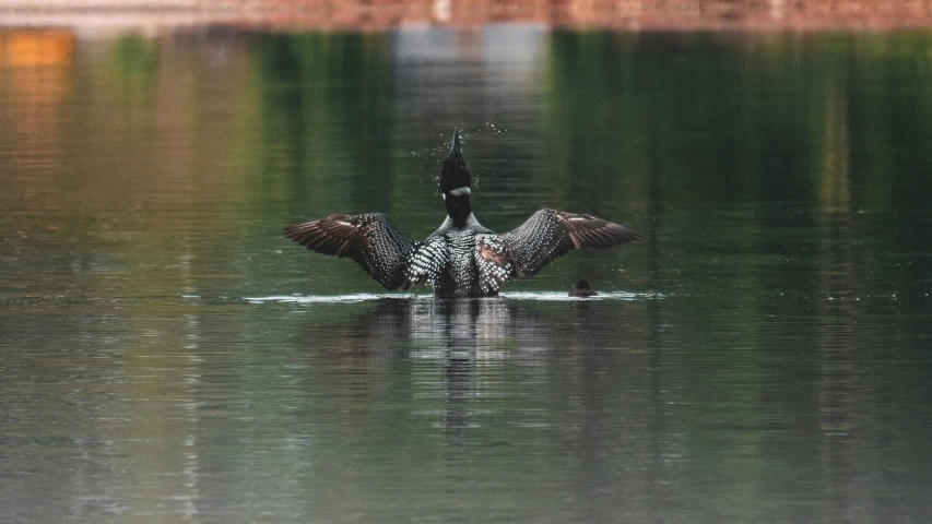 the duck is swimming on the surface of the water