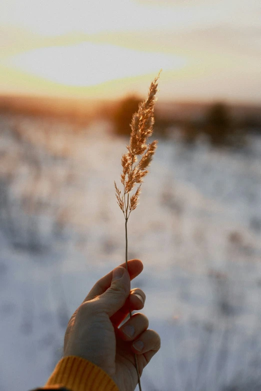 a hand is holding a tall stalk with one hand and the other hand