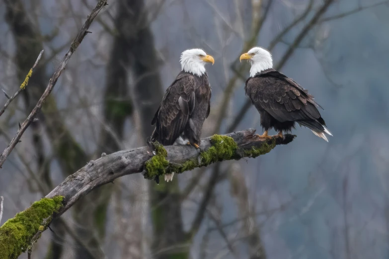 two large bald eagles sit atop a mossy tree nch