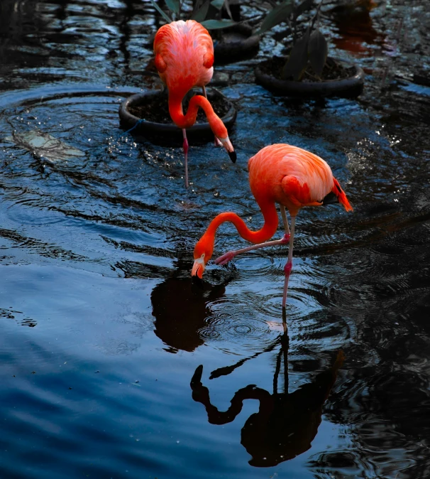 flamingos walking in water next to plant pots