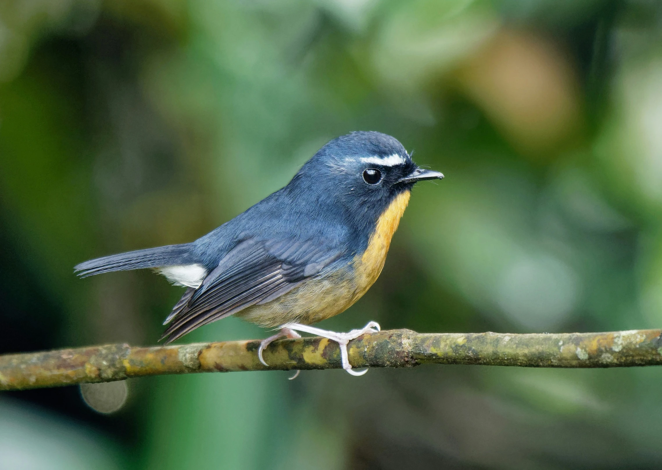 the small bird is perched on a thin twig