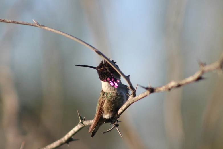 a bird with purple and black spots sitting on a nch