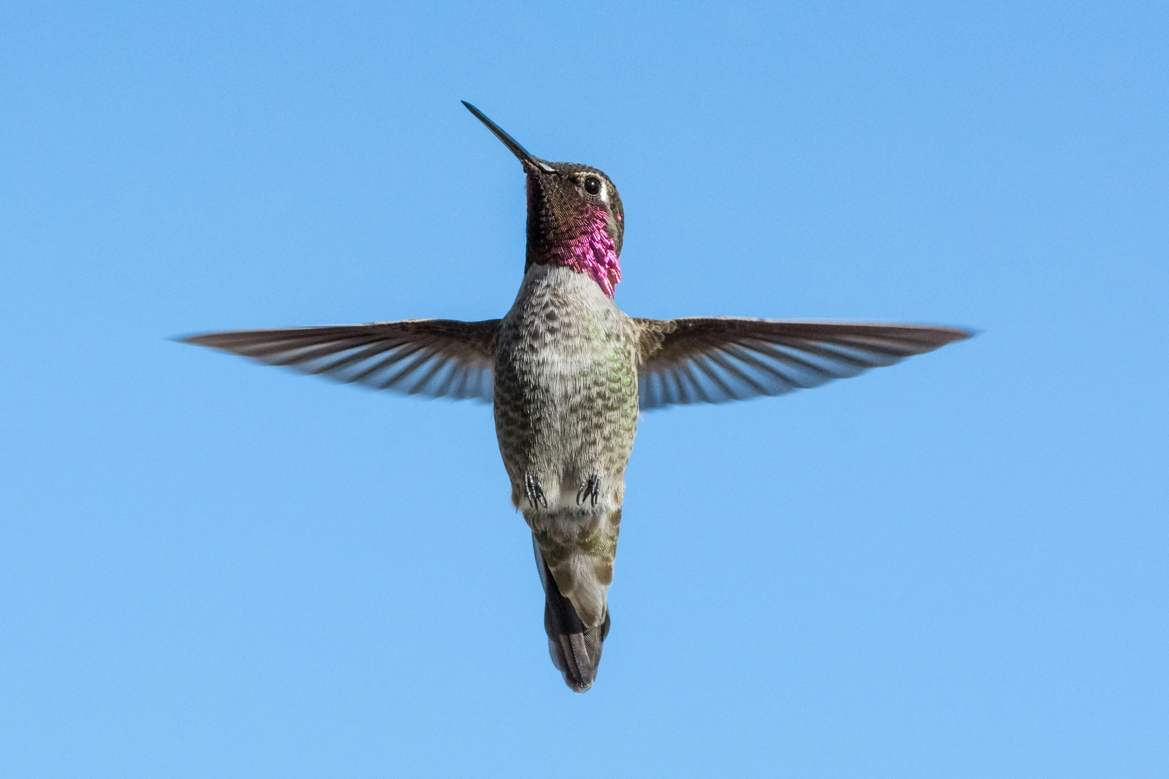 a humming bird flying through a blue sky
