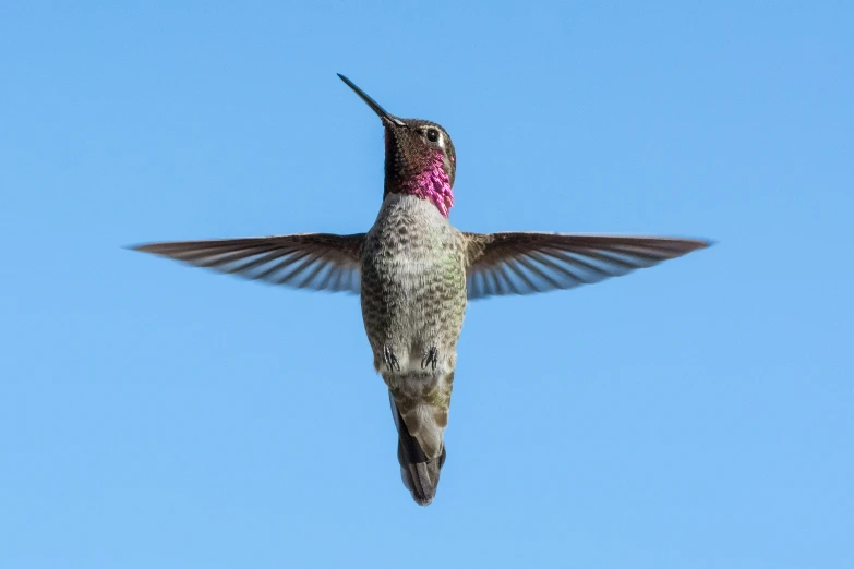 a humming bird flying through a blue sky