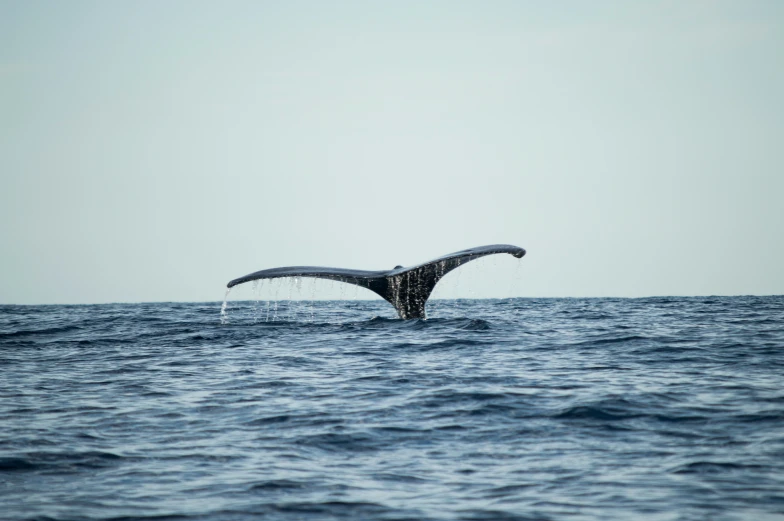 a tail of a large whale in the ocean