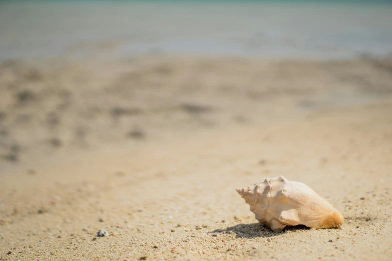 a single shell laying on top of a sandy beach