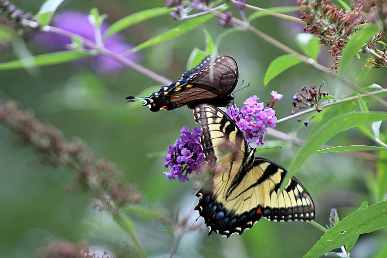 two erfly that are sitting on some flowers